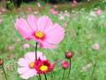 花の写真 花の写真